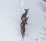 Deer In The Snow! Stock Photo