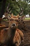 Deer Resting In Nara Park Stock Photo