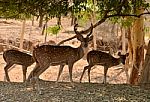Deers In Forestac Stock Photo