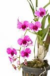 Dendrobium Orchid In Thailand Stock Photo