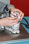 Dental Check Of Young Cat By Veterinarian Stock Photo