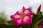 Desert Rose Stock Photo