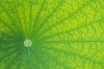 Detailed Lotus Leaf In Close Up For Background, Texture Stock Photo