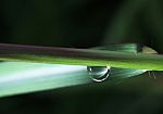 Dew Drop Under A Blade Of Grass Stock Photo