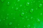 Dew Drops Stock Photo