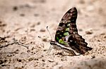 Diversity Of Butterfly Species,butterfly Eating Salt Licks On Ground Stock Photo