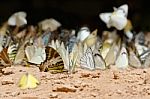 Diversity Of Butterfly Species,butterfly Eating Salt Licks On Ground Stock Photo