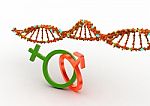 Dna Model And Male And Female Signs Stock Photo