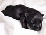 Dog Stock Photo