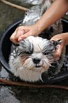 Dog Bath On Basin Stock Photo