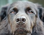 Dog Nose Stock Photo