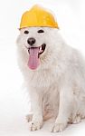 Dog Wearing Helmet Stock Photo