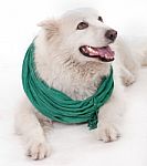 Dog Wearing Muffler Scarf Stock Photo