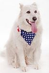 Dog Wearing USA Flag Scarf Stock Photo