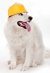 Dog Wearing Yellow Helmet Stock Photo