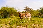 Donkey On The Field Stock Photo