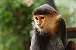 Douc Langur Monkey Pygathrix Nemaeus Stock Photo