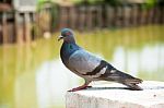 Dove Stock Photo