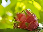 Dragon Fruit Stock Photo