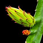 Dragon Fruit Bud On Tree Isolated On Black Background,with Clipp Stock Photo