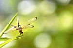Dragonfly Sitting On Green Grass Stock Photo