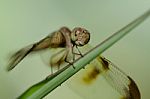
Dragonfly Wings Perched On Twigs Warm Sunshine Stock Photo
