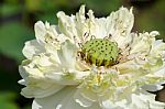Dried Lotus Death Central Swamps Sun Burn Stock Photo