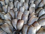 Dried Salted Damsel Fish Stock Photo