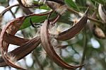 Dry Leaves And Blossom Stock Photo