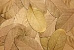 Dry Leaves Autumn Background Stock Photo