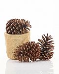 Dry Pine Cones On White Background Stock Photo