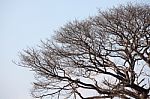 Dry Tree With Space Stock Photo
