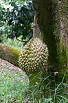Durian Stock Photo