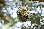 Durian On Tree Stock Photo