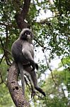 Dusky Leaf Monkey Sitting In Tree Stock Photo