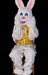 Easter Bunny Stock Photo