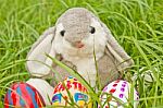 Easter Bunny Stock Photo