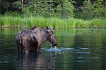 Eating Moose Stock Photo