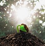 Ecology Concept. Rising Sprout Tamarind On Soil Stack Stock Photo