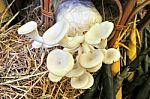 Edible Mushrooms Stock Photo