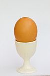 Egg   Stock Photo