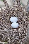 Egg On Bird Nest Stock Photo