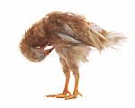 Eggs Hen Chicken Standing And Preening Plumage Feather Isolated Stock Photo