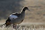 Egyptian Goose Stock Photo