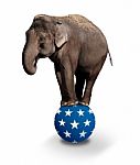 Elephant balancing on circus ball Stock Photo
