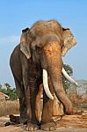 Elephant In Thailand Stock Photo