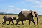 Elephant With Calf Stock Photo