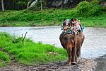 Elephants And Mahouts, While Escorting Tourists To Ride Elephants Along The River In  Mae Wang, Chiang Mai Stock Photo