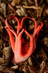 Emerging Devil's Fingers Fungus Stock Photo
