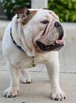 English Bulldog Stand On The Street Stock Photo